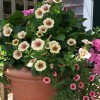 Gardens By Barbara Conolly
