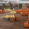 Garden Avenue Greenhouse & Garden Center
