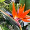 Emerald Island Garden Center
