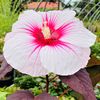 Fort Muncy Garden Center
