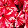 McCoard's Garden Center