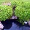 Express Lawn Maintenance