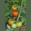 Becky's Greenhouse