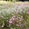 SymbiOp Landscaping