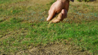 Lawn Overseeding