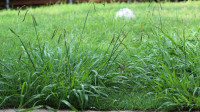 Weed Control