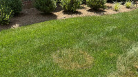 Lawn Disease Control