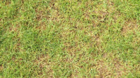 Brown Patch Control