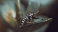Mosquito Control