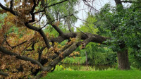 Tree Trimming