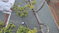 Tree Risk Assessment