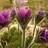 Wyoming Plant