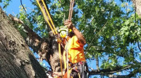 Tree Care
