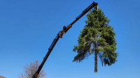Tree Removal