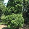 American Arbor