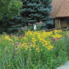 Natural Landscaping