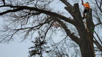 Tree Treatment